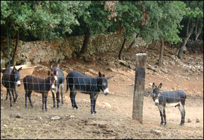 Donkeys in Tuscany