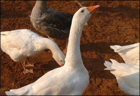 Geese in Tuscany