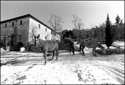 Horses in Tuscany