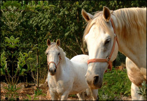 Horses in Tuscany